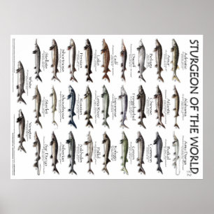 POSTER - 18x24 - STURGEON VAN DE WERELD