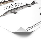 POSTER - 18x24 - STURGEON VAN DE WERELD - EERST OO (Hoek)