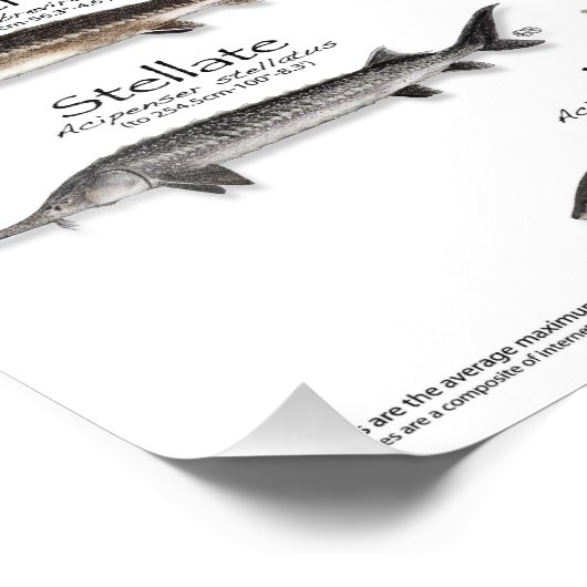 POSTER - 18x24 - STURGEON VAN DE WERELD - EERST OO (Hoek)