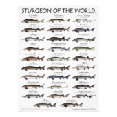 POSTER - 18x24 - STURGEON VAN DE WERELD - EERST OO (Voorkant)
