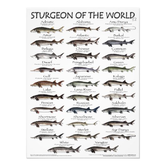 POSTER - 18x24 - STURGEON VAN DE WERELD - EERST OO (Voorkant)