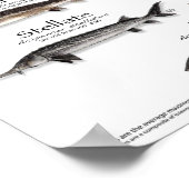 POSTER - 18x24 - STURGEON VAN DE WERELD - EERST OO (Hoek)