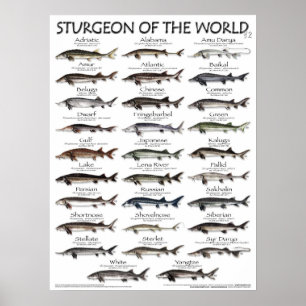 POSTER - 18x24 - STURGEON VAN DE WERELD - EERST OO