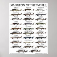 POSTER - 18x24 - STURGEON VAN DE WERELD - EERST OO