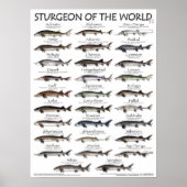 POSTER - 18X24 - STURGEON VAN DE WERELD - vis (Voorkant)