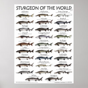 POSTER - 18X24 - STURGEON VAN DE WERELD - vis