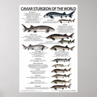 POSTER - 20x30 - CAVIAIRE STURGEON VAN DE WERELD