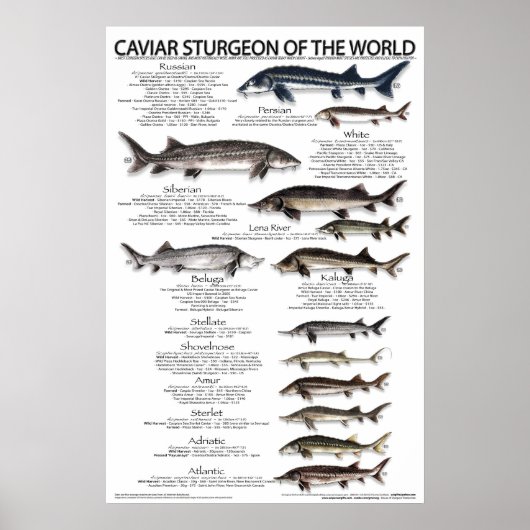 POSTER - 20x30 - CAVIAIRE STURGEON VAN DE WERELD (Voorkant)