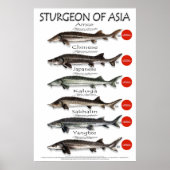 POSTER - 20x30 - STURGEON VAN AZIË (Voorkant)