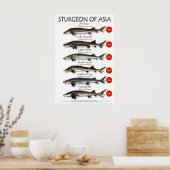 POSTER - 20x30 - STURGEON VAN AZIË (Keuken)