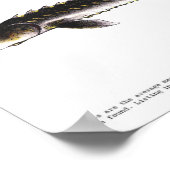 POSTER - 24x18 - STURGEON VAN EUROPA - (oorspronke (Hoek)