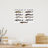 POSTER - 24x18 - STURGEON VAN EUROPA - (oorspronke (Keuken)