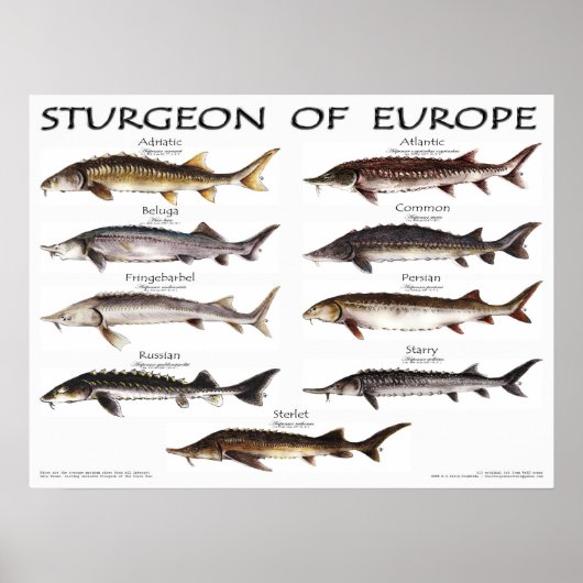 POSTER - 24x18 - STURGEON VAN EUROPA - (oorspronke (Voorkant)