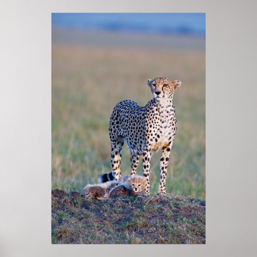 Poster - 24x36 Cheetah moeder en cubs (Voorkant)