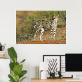 Poster - 36 x 24 Cheetah (Thuiskantoor)