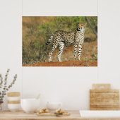 Poster - 36 x 24 Cheetah (Keuken)
