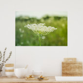 Poster 36 x 24 inch Natuur koningin Anne's Lace Fl (Keuken)