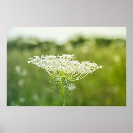 Poster 36 x 24 inch Natuur koningin Anne's Lace Fl (Voorkant)