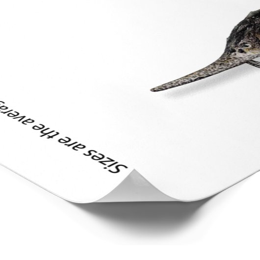 POSTER - 36x24 - STURGEON VAN EUROPA (Hoek)