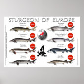 POSTER - 36x24 - STURGEON VAN EUROPA (Voorkant)