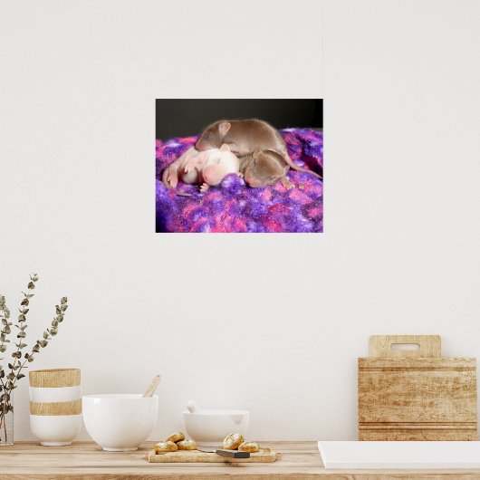 Poster: 3 Baby muizen Poster (Keuken)