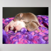 Poster: 3 Baby muizen