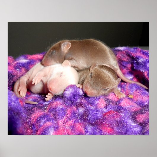 Poster: 3 Baby muizen Poster (Voorkant)