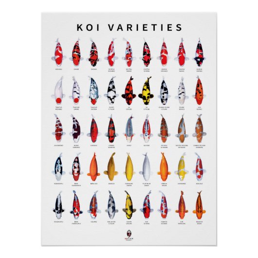 Poster 45 Soorten Koi (Voorkant)