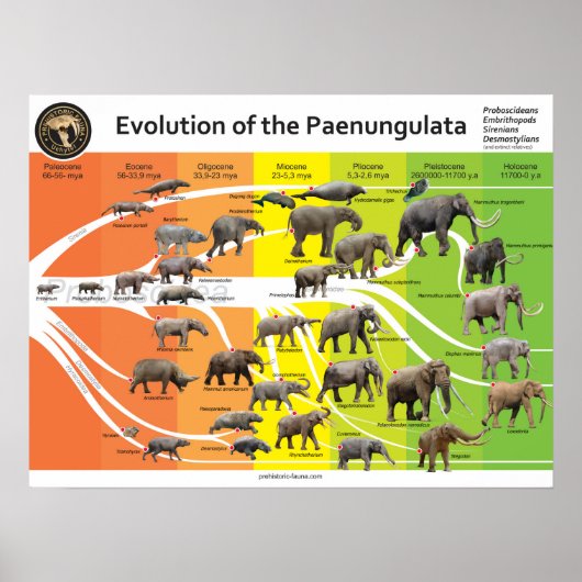 Poster A2 Evolutie van de Paenungulata (Voorkant)