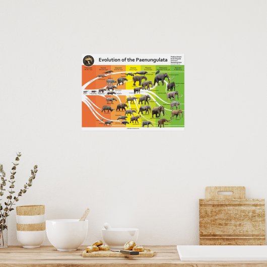 Poster A2 Evolutie van de Paenungulata (Keuken)