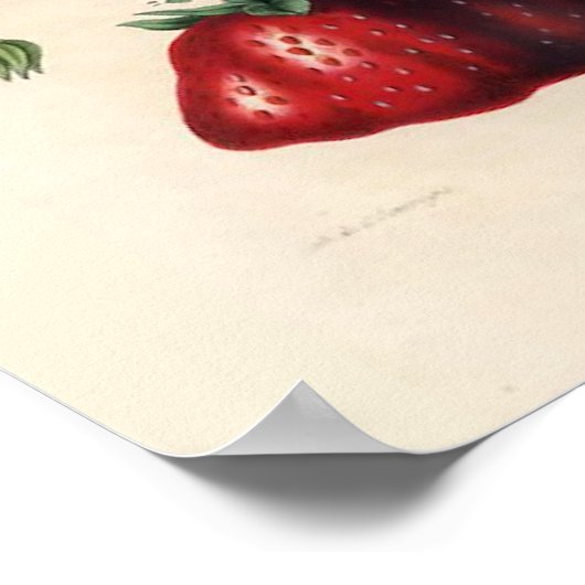  Poster aardbei (Hoek)