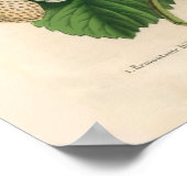 Poster  aardbeien (Hoek)