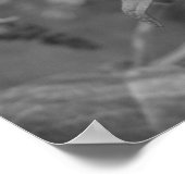 Poster - Admiral Butterfly in zwart-wit (Hoek)