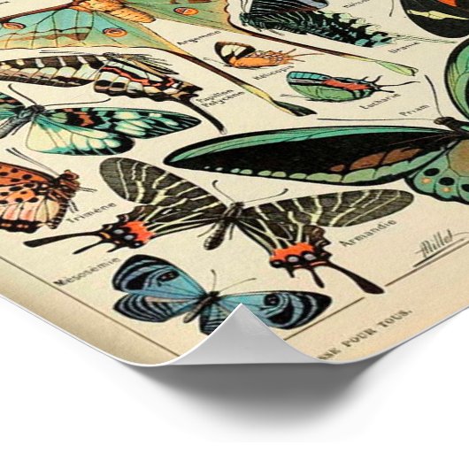 Poster - Adolphe Millot Papillons Butterflies (Hoek)