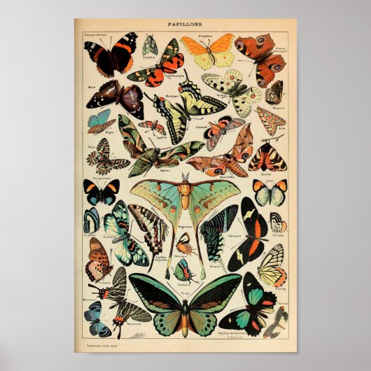 Poster - Adolphe Millot Papillons Vlinders (Voorkant)