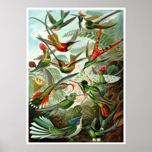 Poster/Afdruk: Hummingvogels door Haeckel Poster (Voorkant)