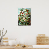 Poster/Afdruk: Hummingvogels door Haeckel Poster (Keuken)