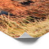 Poster/afdruk van Koe op het hoogste land Poster (Hoek)