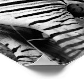 Poster - African Zebra's B/W (Hoek)