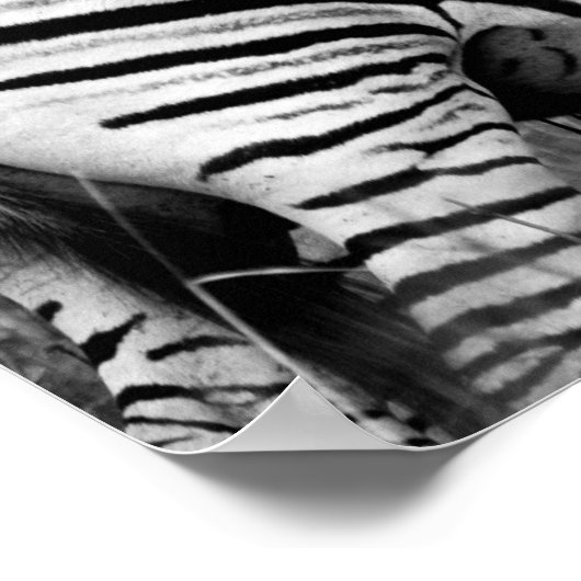 Poster - African Zebra's B/W (Hoek)
