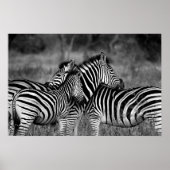Poster - African Zebra's B/W (Voorkant)