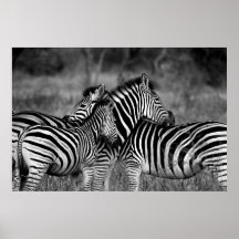 Poster - African Zebra's B/W