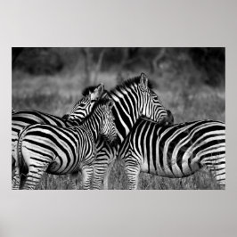 Poster - African Zebra's B/W