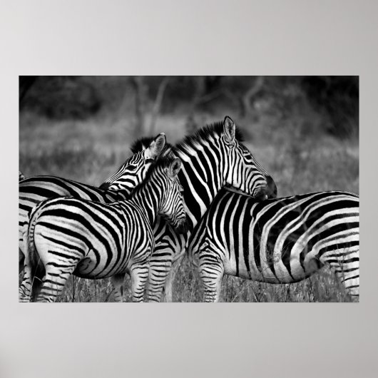 Poster - African Zebra's B/W (Voorkant)