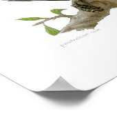 Poster - Afrikaanse grijs (Hoek)