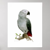 Poster - Afrikaanse grijs (Voorkant)