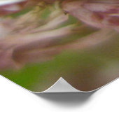 Poster Ailanthus Webworm Moth (Atteva punctella) (Hoek)