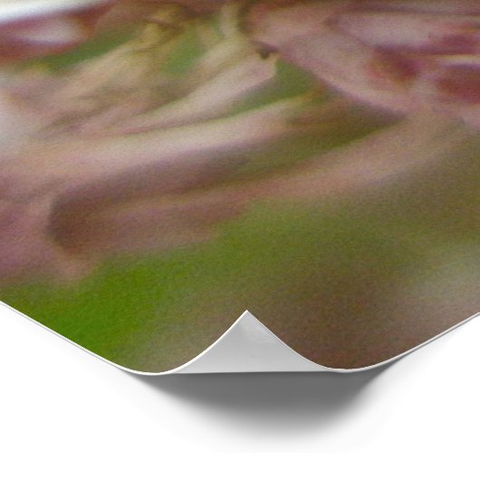 Poster Ailanthus Webworm Moth (Atteva punctella) (Hoek)