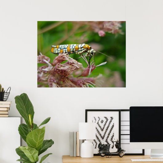 Poster Ailanthus Webworm Moth (Atteva punctella) (Thuiskantoor)