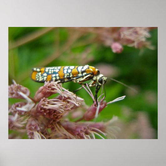 Poster Ailanthus Webworm Moth (Atteva punctella) (Voorkant)